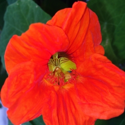 nasturtium