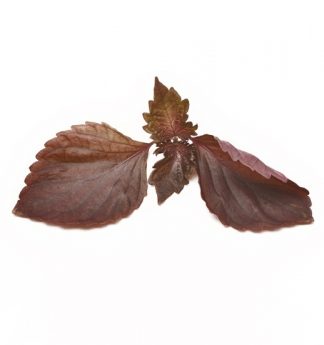 Perilla