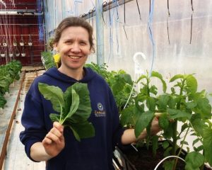rachel-with-callaloo-3 Jamaican Callaloo in Saskatchewan greenhouse.