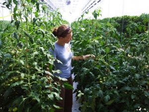 Rachel with tomato plants 635