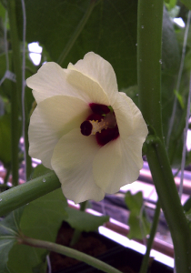 okra flower