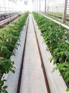 young-tomato-plants-640