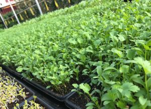 cilantro 2 weeks on bench