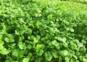 mature cilantro