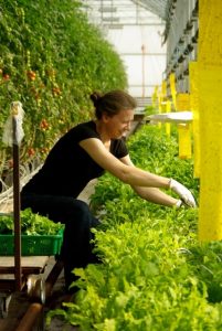 Rachel working in the greenhouse