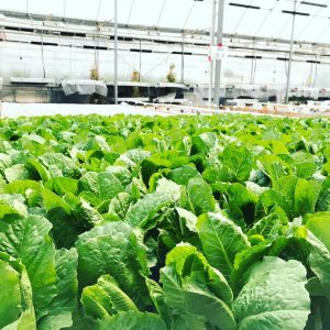 Romaine Lettuce in our grow beds