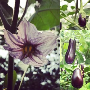The growth of an eggplant