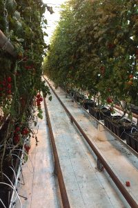 Tomato Rows