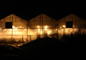 Winter at the Greenhouse