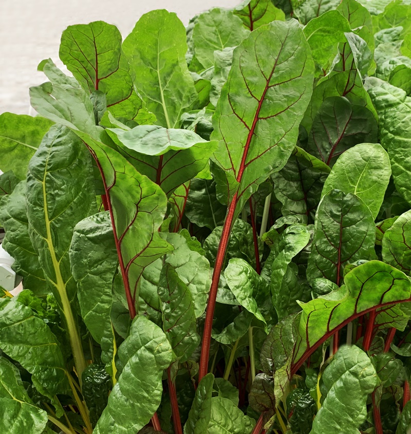 swiss chard
